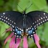 blkbuttafly223